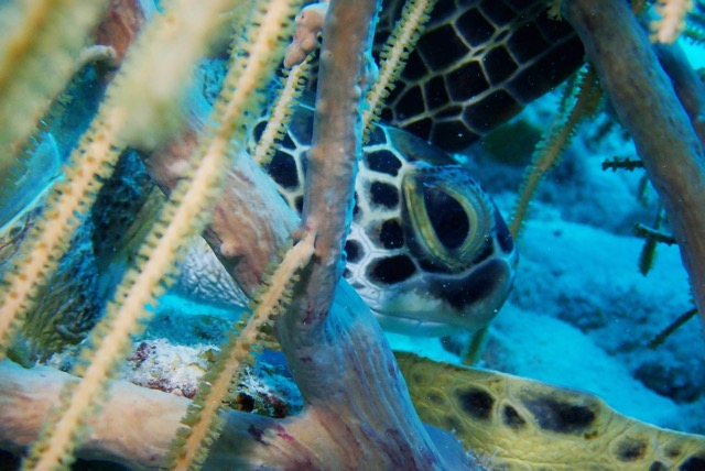 pufferTG661364-topaz.jpg