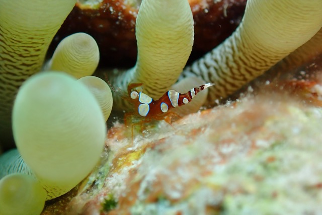 pufferTG661370-topaz.jpg