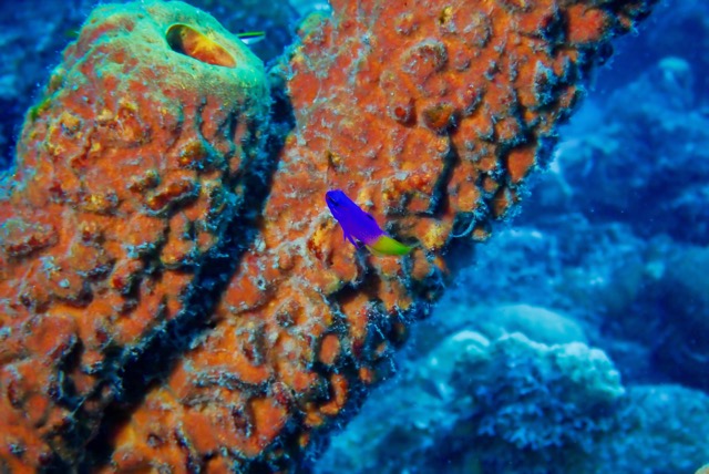pufferTG661384-topaz.jpg