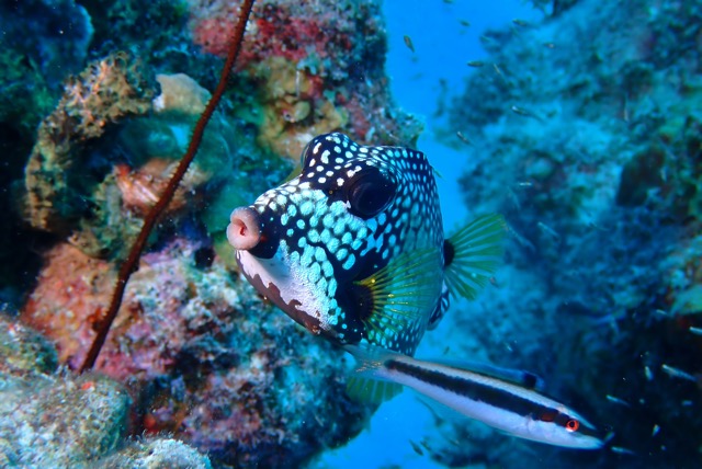pufferTG661393-topaz.jpg