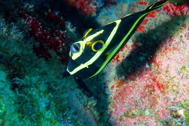pufferTG661422-topaz.jpg