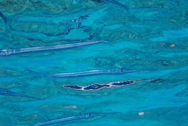 pufferTG661464-topaz.jpg