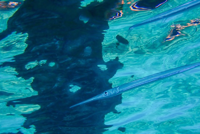 pufferTG661466-topaz.jpg