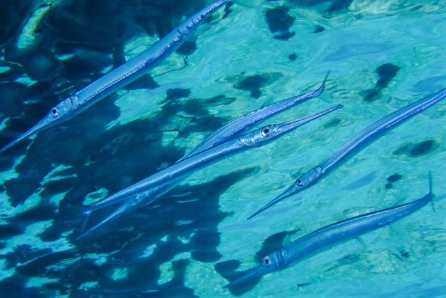 pufferTG661467-topaz.jpg