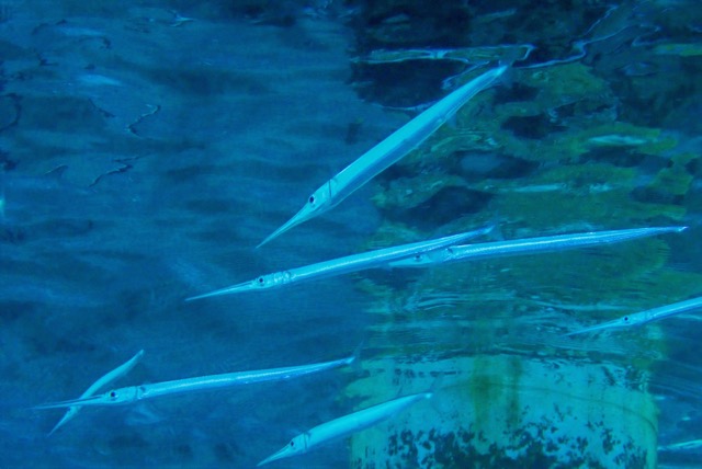 pufferTG661469-topaz.jpg