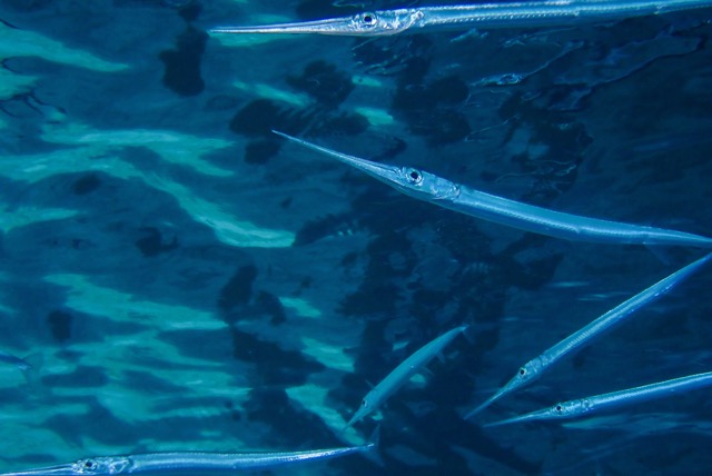 pufferTG661472-topaz.jpg