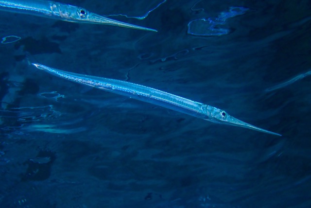 pufferTG661473-topaz.jpg