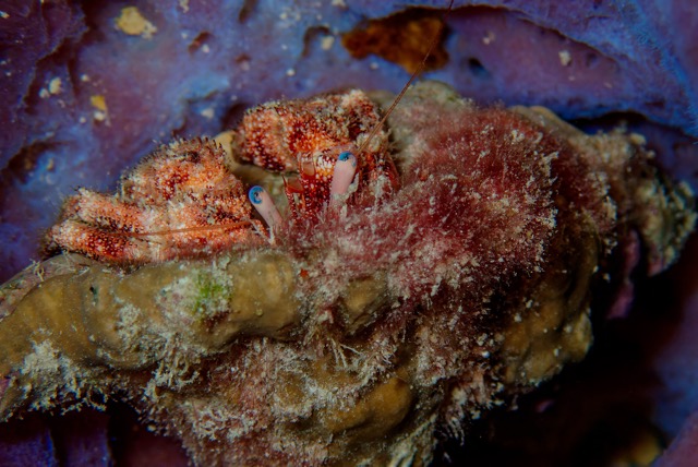 pufferTG662825-topaz.jpg