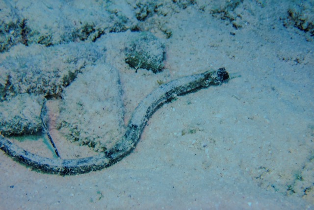 pufferTG662876-topaz.jpg