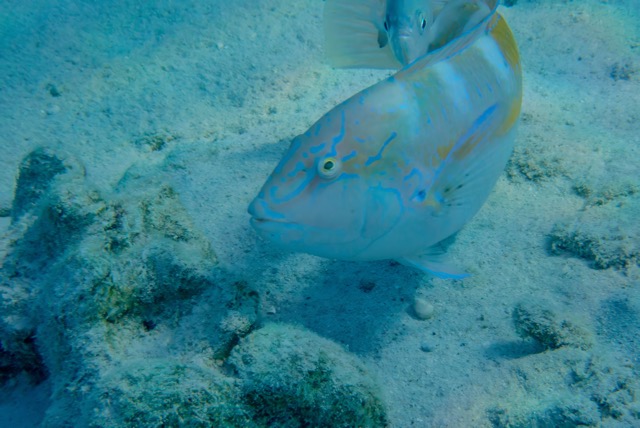 pufferTG662879-topaz.jpg