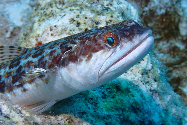 pufferTG671497-topaz.jpg