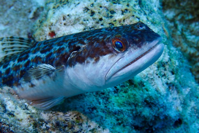 pufferTG671498-topaz.jpg