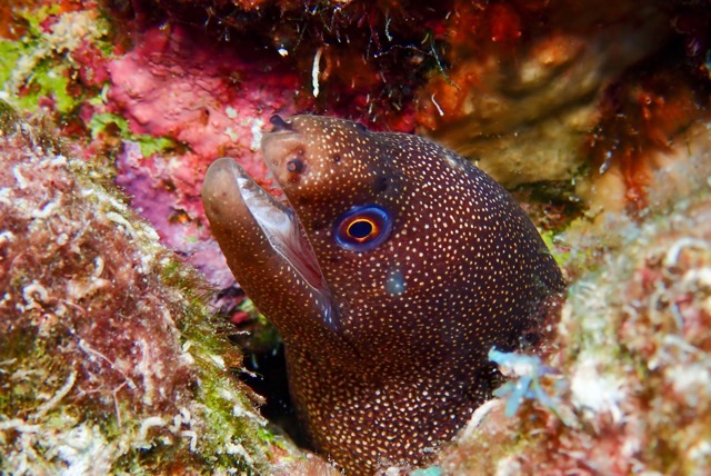 pufferTG671499-topaz.jpg