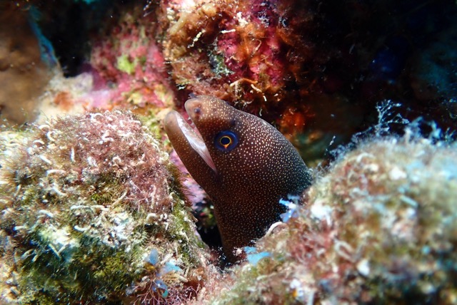 pufferTG671501-topaz.jpg