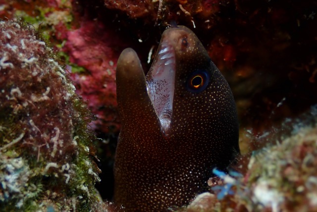 pufferTG671502-topaz.jpg
