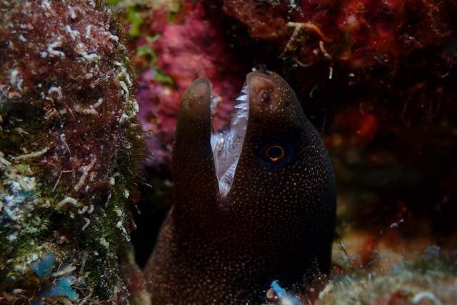 pufferTG671503-topaz.jpg