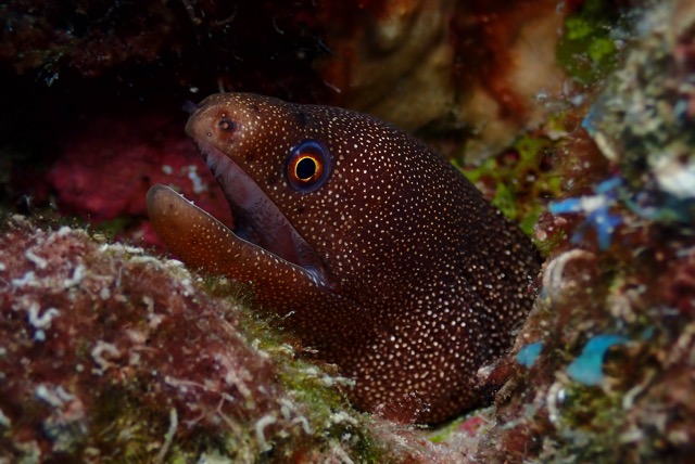 pufferTG671504-topaz.jpg