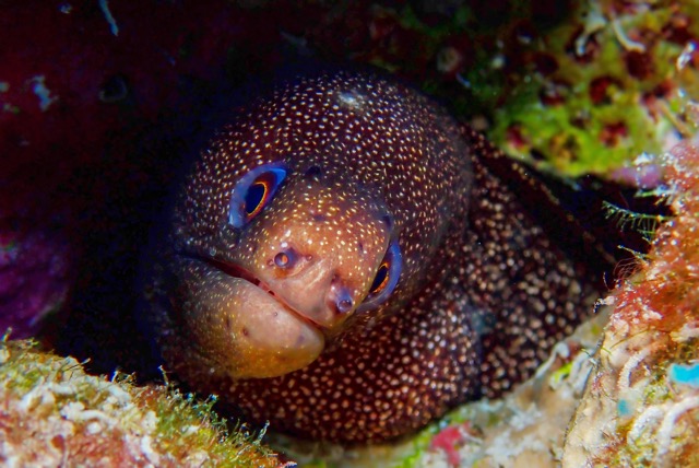 pufferTG671505-topaz.jpg