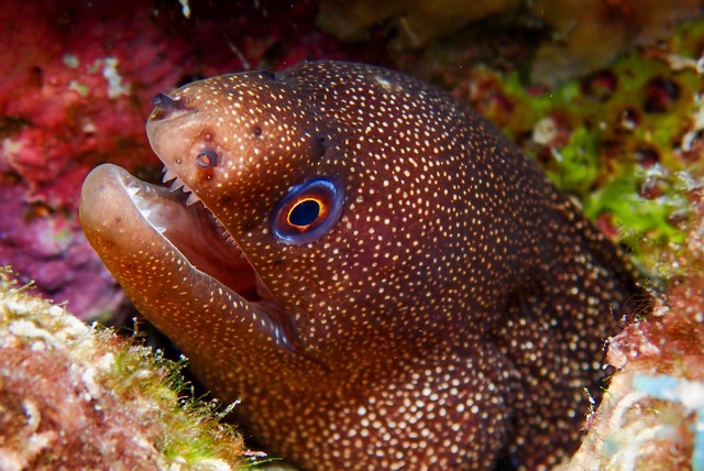 pufferTG671506-topaz.jpg