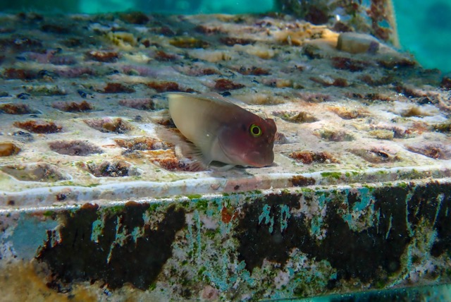 pufferTG671543-topaz.jpg