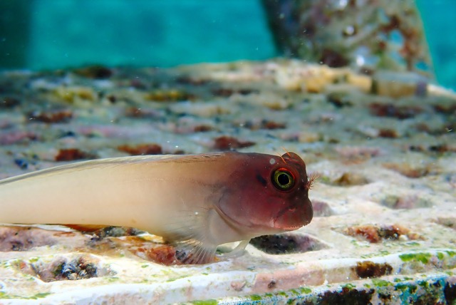 pufferTG671545-topaz.jpg