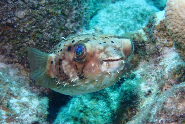 pufferTG671578-topaz.jpg