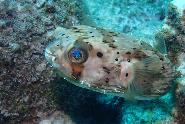 pufferTG671580-topaz.jpg