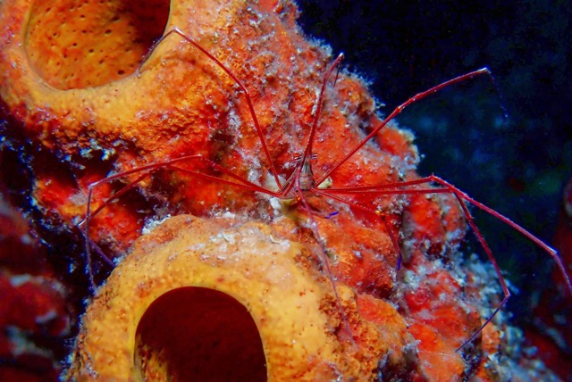 pufferTG671596-topaz.jpg