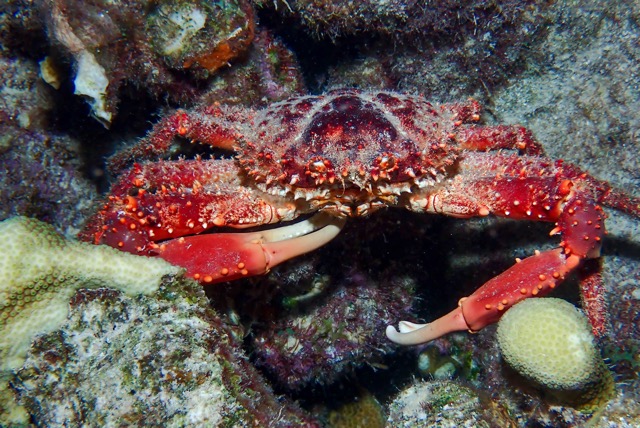 pufferTG671642-topaz.jpg
