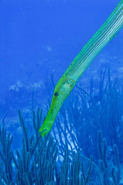 pufferTG681725-topaz.jpg