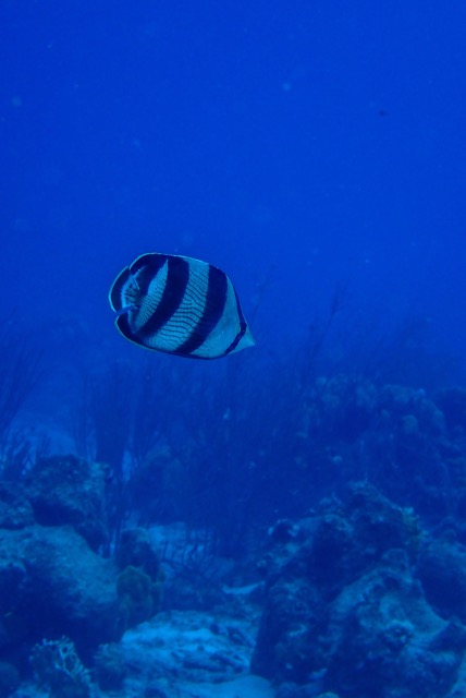 pufferTG681726-topaz.jpg