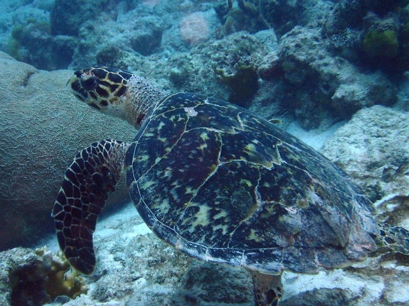 PA091387.JPG